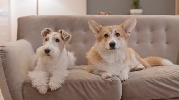 Långt Skott Två Bedårande Husdjur Liggande Soffan Rummet Porträtt Pembroke — Stockvideo