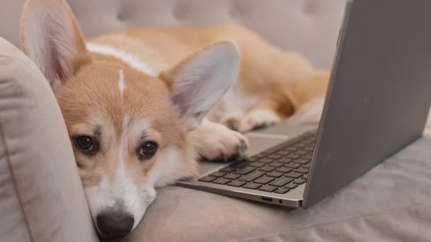 Fotografie Completă Animale Domestice Adorabile Culcate Canapea Lângă Laptopul Din — Videoclip de stoc