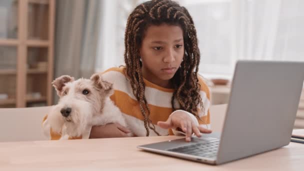 Chest Lovely Nine Year Old Girl Afro Braids Studying Laptop — Stockvideo