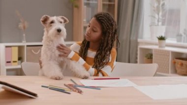 Chest-up of lovely nine-year-old girl with Afro braids petting adorable Wire Fox Terrier dog, both sitting by desk with colorful pencils and papers in room