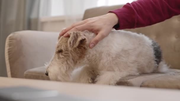 家でソファに横たわっている楽しいワイヤーフォックステリア犬のSteadicamショット 国内動物をペット認識できない人の赤い袖の手 — ストック動画