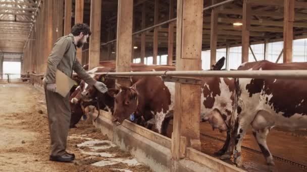 白人男性农场主穿着工作服 戴着手套 站在牛棚旁边 试着摸褐色和白色母牛的侧面全景照片 — 图库视频影像