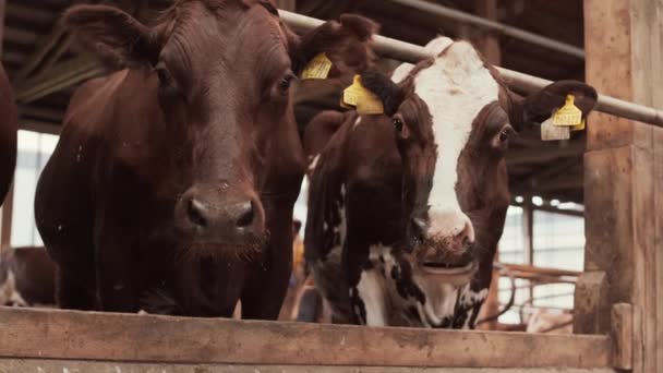 Medio Largo Dos Vacas Marrones Blancas Mirando Cámara Establo Animal — Vídeos de Stock