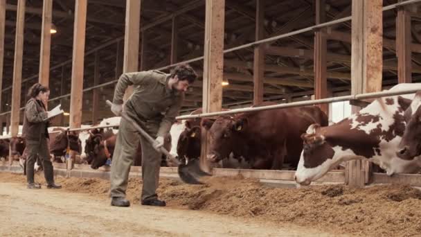 Amplo Tiro Agricultor Caucasiano Macho Empilhando Ração Para Vacas Com — Vídeo de Stock