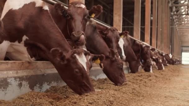 Tracking Shot Many Cute Brown White Cows Feeding Cowshed Some — Stock Video