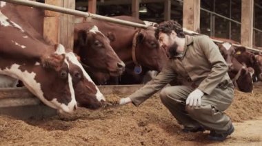 Kafkasyalı erkek tarım işçisi çitin arkasında sığırlarla çitlerde oturup inekleri beslemek için elini uzatıyor.