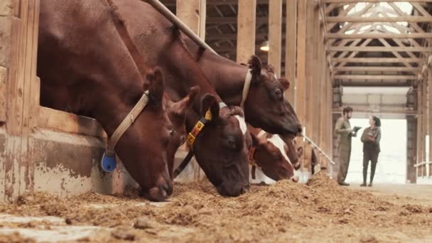 奶牛在牛棚地板上吃东西的侧视图 两个模糊的农夫站在远处 背对着他们说话 — 图库视频影像