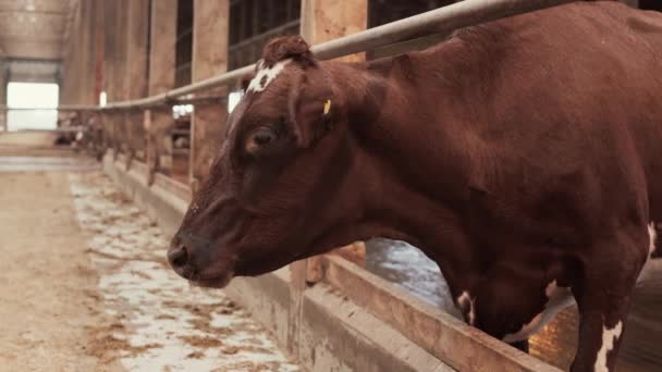 Vista Lateral Vaca Marrom Adulta Que Está Perto Esgrima Cowshed — Vídeo de Stock