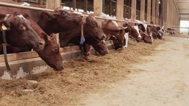 Rastreamento Tiro Várias Vacas Marrons Brancas Por Esgrima Celeiro Alimentação — Vídeo de Stock