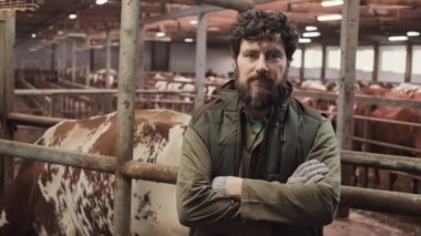 Orta boy beyaz erkek çiftçi ahır ineklerle dolup taşıyor, kameraya bakıyor ve gülümsüyor, kollarını göğsünde kavuşturuyor.