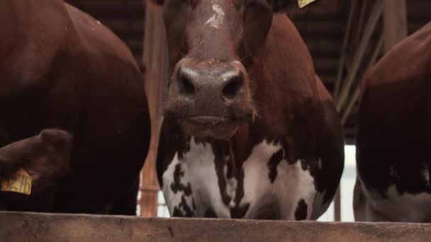 白斑牛と茶色の中程度のクローズアップ 耳の中に牛のタグを身に着けています 悲しい目でカメラを見て — ストック動画
