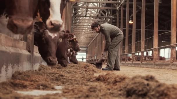 Szerokie Ujęcie Wysokiego Kręconowłosego Białego Rolnika Przesuwającego Paszę Dla Krów — Wideo stockowe