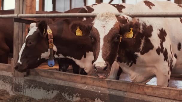 Mittellange Weiße Und Braune Kühe Mit Rinderanhängern Den Ohren Stehen — Stockvideo