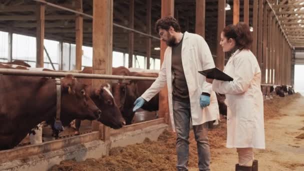 Medium Lang Van Vrouwelijke Gemengde Race Kaukasische Mannelijke Boerderij Dierenartsen — Stockvideo