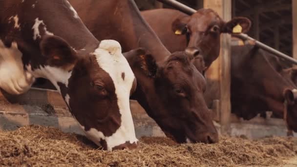 安定した状態で立ってかわいい茶色と白の牛の低角度のクローズアップ 牛の飼料の給餌 — ストック動画