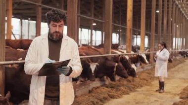 Medium long POV of the man Kafkas çiftlik veterineri tıbbi eldiven ve beyaz elbise giyiyor, ahırda ineklerle duruyor, yazıyor, sonra kameraya bakıyor ve gülümsüyor, arka plan üzerinde çalışıyor.