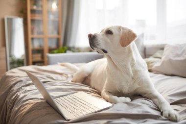 Beyaz Labrador köpeğinin sıcak tonlu portresi yatağında dizüstü bilgisayarla güneş ışığıyla aydınlatılıyor.