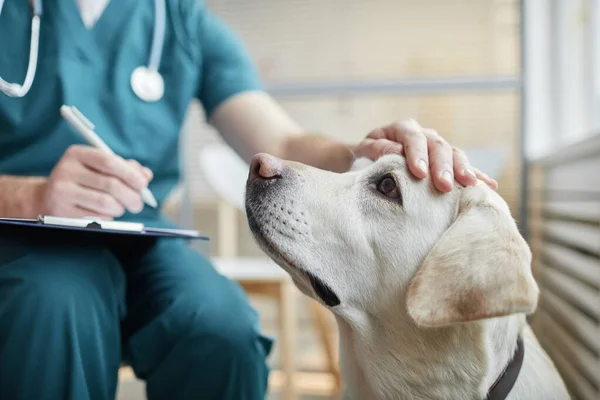 Közelkép Fehér Labrador Kutya Állatorvosi Klinikán Férfi Állatorvos Simogatja Fejét — Stock Fotó