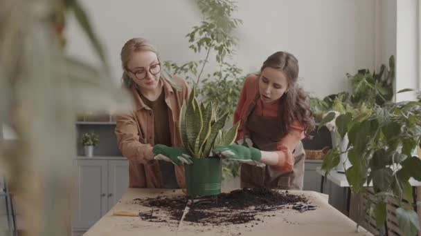 Medium Skott Två Glada Kaukasiska Kvinnliga Växtverkstad Arbetare Bär Trädgårdshandskar — Stockvideo