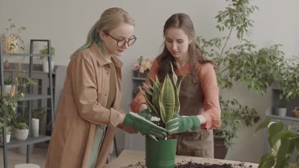 Orta Uzunlukta Iki Beyaz Kadın Bahçıvan Eldiven Takıyor Fabrikada Masanın — Stok video