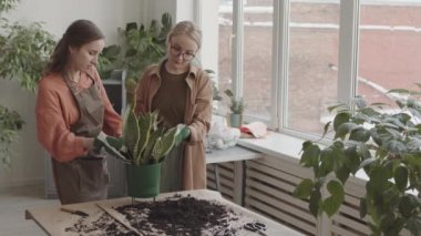 Yüksek açılı iki beyaz kadın fabrika çalışanı bahçe eldivenleri takıyor, tezgahın yanında duruyor, yeşil saksıya toprak ekliyor, sonra gülümsüyor ve kameraya bakıyor.
