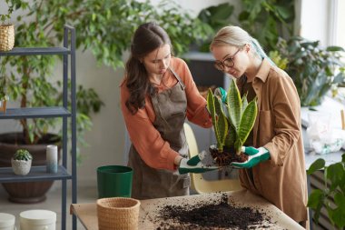 Portrait of two female florists potting plants while working in flower shop or gardening together, copy space