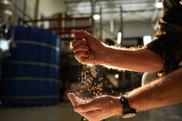 Close Male Hands Pouring Wheat Crops Golden Sunlight Brewery Workshop — Stock Photo, Image