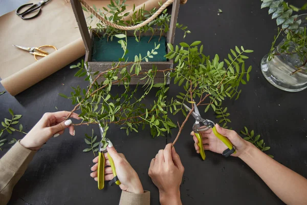 Visão Cima Para Baixo Mãos Femininas Cortando Plantas Verdes Enquanto — Fotografia de Stock