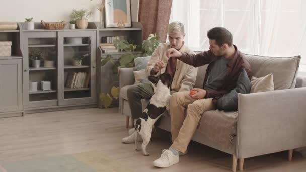许多年轻的金发白人男子和他的男朋友穿着休闲装坐在沙发上训练可爱的法国斗牛犬 — 图库视频影像