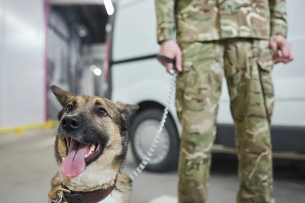 Primo Piano Del Cane Militare Seduto Con Suo Proprietario Sullo — Foto Stock