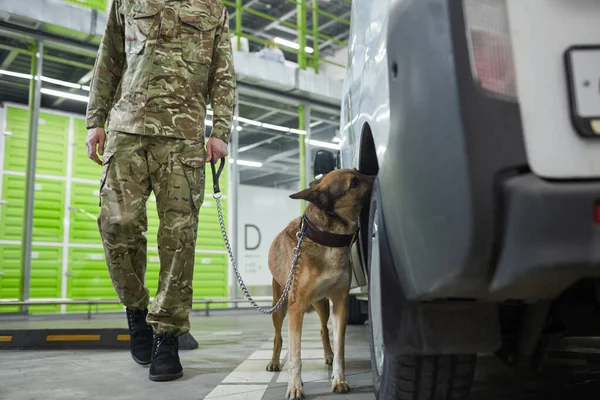 Pastore Militare Cane Controllo Odore Del Camion Magazzino — Foto Stock