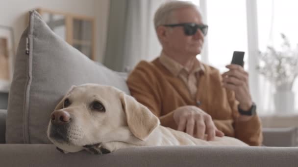 Mittlere Verlangsamung Des Niedlichen Labrador Retriever Hundes Der Auf Dem — Stockvideo