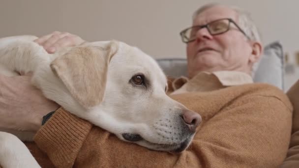 Långsam Närbild Söt Gul Labrador Retriever Ligger Senior Man Klappa — Stockvideo