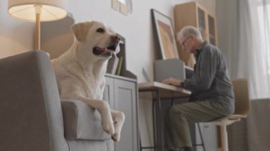 Medium slowmo of cute Yellow Labrador Retriever sitting in chair while his male senior owner working on laptop in background in cozy apartment