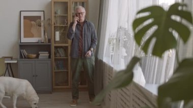 Full-shot slowmo of contemporary senior man in casualwear talking on phone standing by window in his apartment and playing with cute Yellow Labrador Retriever dog