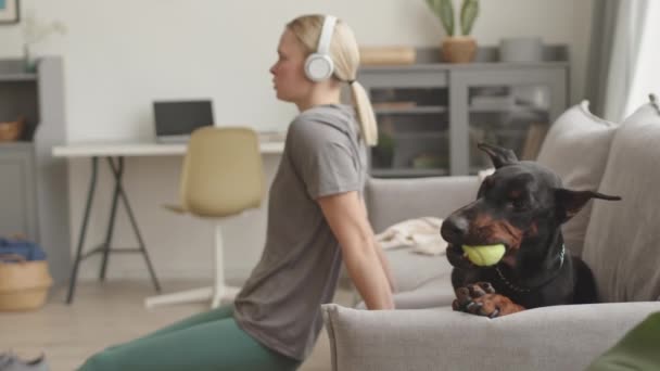 Medium Lång Svart Doberman Hund Ligger Soffan Hemma Tugga Gul — Stockvideo