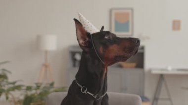Siyah Doberman köpeğinin yakın plan portresi. Yıldızlı parti şapkası takıyor, evde oturuyor.