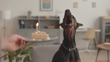 Parti şapkası takan siyah Doberman köpeğinin portresi, elinde kek tabağı olan tanınmayan birinin eli, havlayan bir hayvan ve tatlıda mum üfleyen sahibinin resmi.