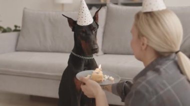 Sarışın, tanınmayan sahibinin omzunda bir dilim doğum günü pastası, Doberman 'ın parti şapkası takan siyah köpeğini okşamak, sonra da mum üflemek.