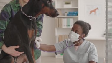 Önlük ve yüz maskesi takan genç Afrikalı kadın veteriner göğsü, ofiste oturmuş, büyük siyah köpek üzerinde steteskop kullanıyor.