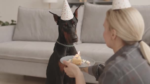 ブロンドの髪の認識できない所有者の肩の上にプレート上の誕生日ケーキの作品を保持し パーティーの帽子を身に着けているドバーマン黒犬をペッティングし キャンドルを吹いて — ストック動画