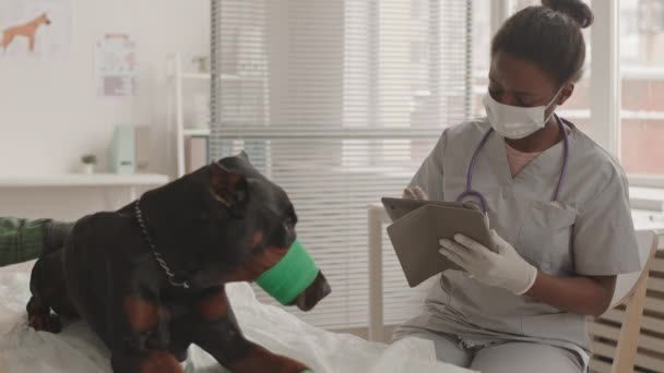 Mediano Largo Joven Veterinaria Africana Con Guantes Mascarilla Llenando Historial — Vídeos de Stock