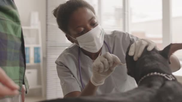 Chest Female African Veterinarian Wearing Face Mask Gloves Cleaning Ear — Stock Video