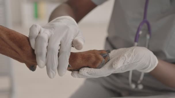 Close Van Handen Handschoenen Van Onherkenbare Dierenarts Bedrijf Onderzoek Poot — Stockvideo