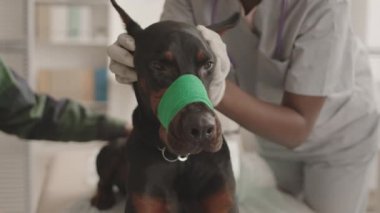 Doberman köpeğinin ağzında yeşil bandaj, klinikteki tıbbi kanepede uzanmış, onu okşayan ve kulaklarını kontrol eden bir doktor.