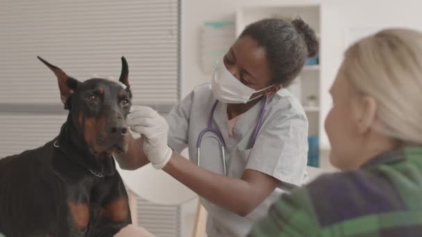 Doberman Köpeklerine Bakan Yüz Maskesi Eldiven Takan Kadın Afrikalı Veterinerden — Stok video