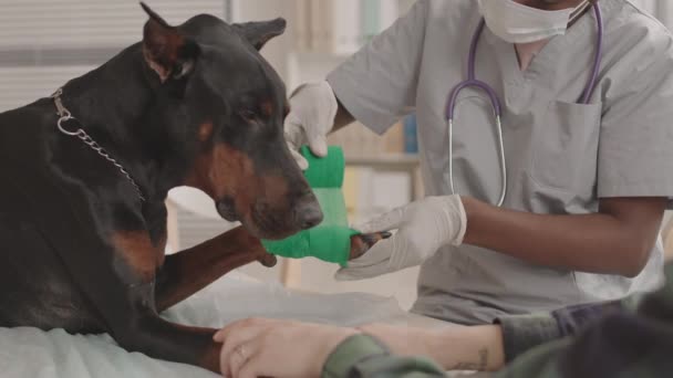 Låst Vuxen Doberman Hund Ligger Medicinsk Soffa Kliniken Beskärs Läkare — Stockvideo