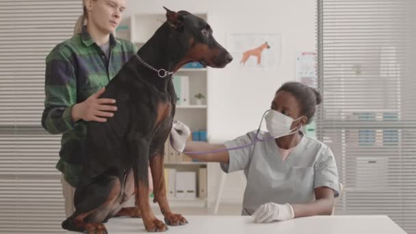 Voller Schuss Schwarzer Dobermann Hund Sitzt Auf Dem Tisch Tierklinik — Stockvideo