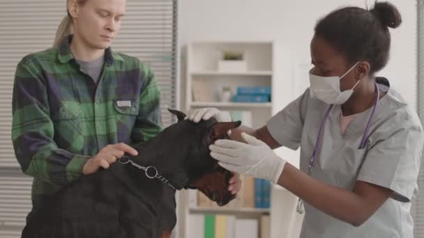 수술복 마스크를 착용하고 도베르만 확인하는 아프리카의 수의사의 — 비디오