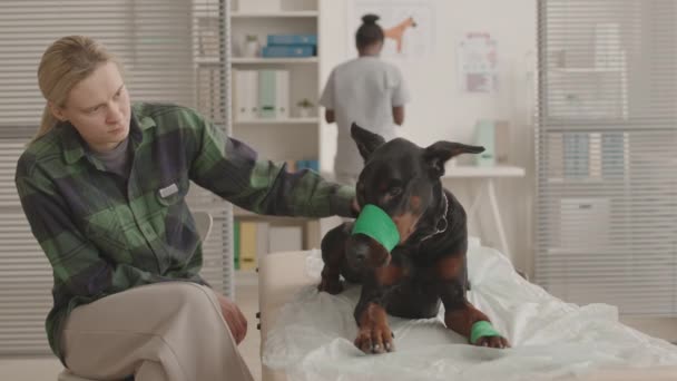 Encerrado Perro Doberman Con Vendaje Verde Hocico Pata Acostado Sofá — Vídeos de Stock